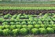 Environmentally Friendly Restaurants in San Diego - Part I