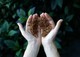 Bird's Nest Soup: Savory Delicacy or Gourmet Cruelty?