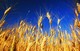 What Really Makes Food Organic?